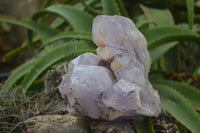 Natural Jacaranda Amethyst Cluster x 1 From Mumbwa, Zambia - TopRock