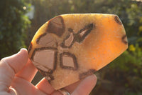 Polished Septerye (Aragonite & Calcite) Slices x 12 From Mahajanga, Madagascar - TopRock