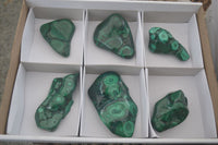 Polished Flower Malachite Free Forms  x 6 From Congo