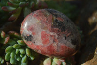 Polished Rhodonite Galet / Palm Stones x 12 From Zimbabwe