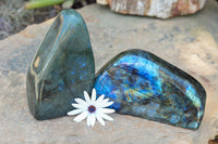 Polished Labradorite Standing Free Forms With Intense Blue & Gold Flash x 2 From Sakoany, Madagascar - TopRock