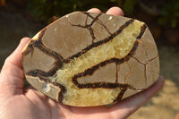 Polished Septerye (Aragonite & Calcite) Slices x 12 From Mahajanga, Madagascar - TopRock