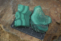 Polished Flower & Banded Malachite Slices  x 12 From Congo - Toprock Gemstones and Minerals 