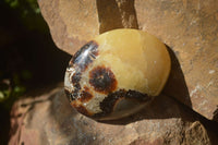 Polished Septaria Palm Stones x 12 From Mahajanga, Madagascar