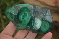 Polished Flower Malachite Free Forms  x 6 From Congo