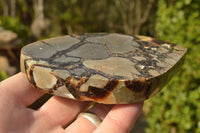 Polished Septerye (Aragonite & Calcite) Slices x 12 From Mahajanga, Madagascar - TopRock