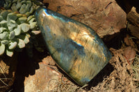 Polished Labradorite Standing Free Forms With Intense Blue & Gold Flash x 2 From Sakoany, Madagascar - TopRock