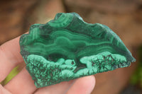 Polished Flower & Banded Malachite Slices  x 12 From Congo - Toprock Gemstones and Minerals 