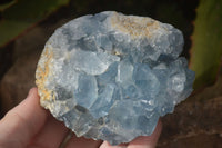 Natural Blue Celestite Crystal A Grade Specimens  x 2 From Madagascar - Toprock Gemstones and Minerals 