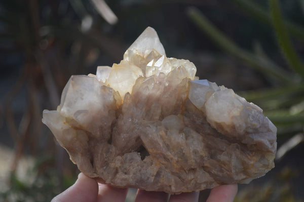 Natural Cascading Smokey Quartz Clusters x 2 From Luena, Congo