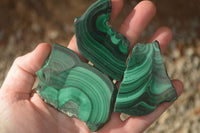 Polished Flower & Banded Malachite Slices  x 12 From Congo - Toprock Gemstones and Minerals 