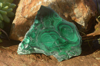 Polished Flower & Banded Malachite Slices  x 12 From Congo - Toprock Gemstones and Minerals 