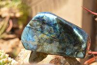 Polished Labradorite Standing Free Forms With Intense Blue & Gold Flash x 2 From Sakoany, Madagascar - TopRock