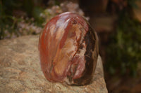 Polished Red Podocarpus Petrified Wood Standing Free Forms x 3 From Mahajanga, Madagascar