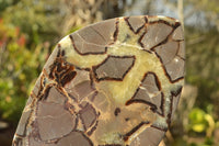 Polished Septerye (Aragonite & Calcite) Slices x 12 From Mahajanga, Madagascar - TopRock