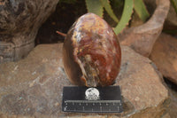 Polished Red Podocarpus Petrified Wood Standing Free Forms x 3 From Mahajanga, Madagascar