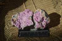 Natural Salrose Cobaltion Dolomite Specimens x 12 From Kakanda, Congo