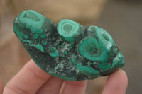 Polished Flower Malachite Free Forms  x 6 From Congo