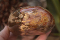 Polished Red Podocarpus Petrified Wood Standing Free Forms x 3 From Mahajanga, Madagascar