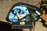 Polished Labradorite Standing Free Forms With Intense Blue & Gold Flash x 2 From Sakoany, Madagascar - TopRock