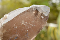 Natural Large Smokey Quartz Crystal  x 1 From Mt. Mulanje, Malawi - TopRock