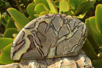 Polished Septerye (Aragonite & Calcite) Slices x 12 From Mahajanga, Madagascar - TopRock