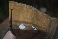 Natural Sliced Tigers Eye Specimen x 1 From Prieska, South Africa - Toprock Gemstones and Minerals 