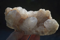 Natural White Cactus Flower Spirit Quartz Specimens  x 2 From Boekenhouthoek, South Africa - Toprock Gemstones and Minerals 