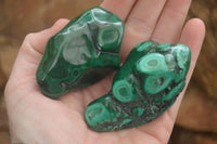 Polished Flower Malachite Free Forms  x 6 From Congo