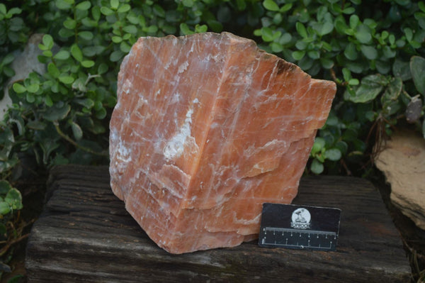 Natural New Giant Sunset Orange Calcite Specimens  x 1 From Spitzkop, Namibia