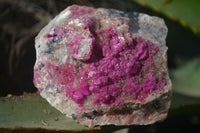 Natural Pink Salrose Cobaltion Dolomite Specimens  x 6 From Kakanda, Congo - Toprock Gemstones and Minerals 