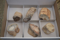 Polished Petrified Wood Branch Pieces  x 6 From Mahajanga, Madagascar - Toprock Gemstones and Minerals 