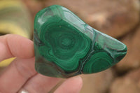 Polished Flower Malachite Free Forms  x 6 From Congo