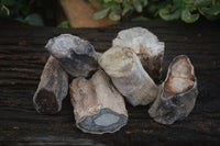 Polished Petrified Wood Branch Pieces  x 6 From Mahajanga, Madagascar - Toprock Gemstones and Minerals 