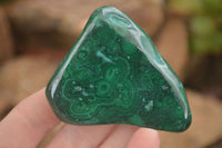 Polished Flower Malachite Free Forms  x 6 From Congo