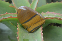 Polished Golden Tigers Eye Free Forms x 12 From Prieska, Northern Cape