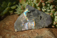 Polished  One Side Polished Purple Labradorite Slabs  x 24 From Tulear, Madagascar