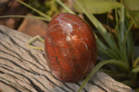 Polished Red Podocarpus Petrified Wood Standing Free Forms x 3 From Mahajanga, Madagascar