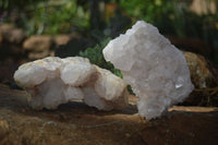 Natural White Cactus Flower Spirit Quartz Specimens  x 2 From Boekenhouthoek, South Africa - Toprock Gemstones and Minerals 