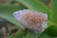 Natural Spirit Amethyst / Ametrine Quartz Crystals x 35 From Boekenhouthoek, South Africa - Toprock Gemstones and Minerals 