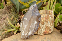 Natural Large Smokey Quartz Crystal  x 1 From Mt. Mulanje, Malawi - TopRock