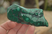 Polished Flower Malachite Free Forms  x 6 From Congo