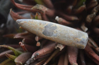 Natural Rare Malagasy Belemnite Fossils  x 35 From Maintirano, Madagascar - Toprock Gemstones and Minerals 