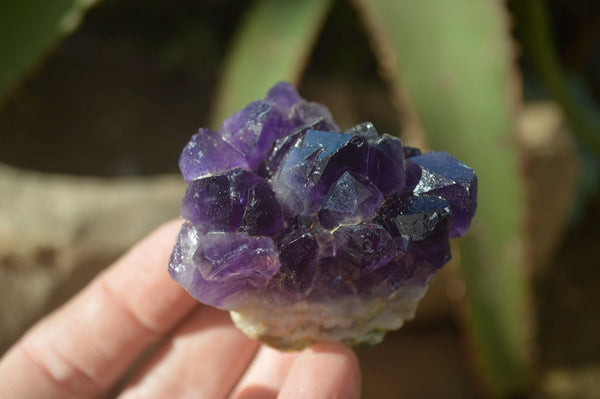 Natural Small Dark Amethyst Clusters x 12 From Zambia