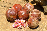 Polished Petrified Red Podocarpus Wood Spheres  x 6 From Madagascar - TopRock