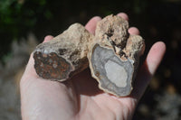 Polished Petrified Wood Branch Pieces  x 6 From Mahajanga, Madagascar - Toprock Gemstones and Minerals 