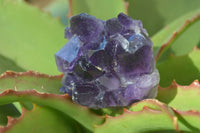 Natural Small Dark Amethyst Clusters x 12 From Zambia