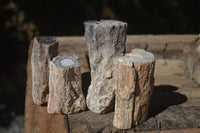 Polished Petrified Wood Branch Pieces  x 6 From Mahajanga, Madagascar - Toprock Gemstones and Minerals 