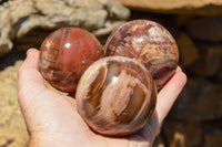 Polished Petrified Red Podocarpus Wood Spheres  x 6 From Madagascar - TopRock