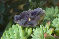 Natural Small Dark Amethyst Clusters x 12 From Zambia